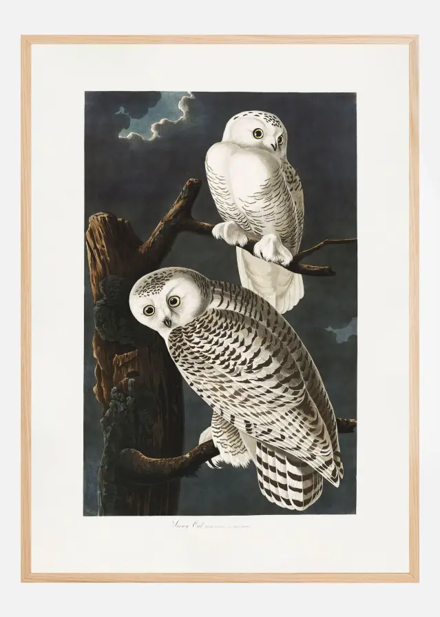Snowy Owl From Birds of America (1827) Plagát