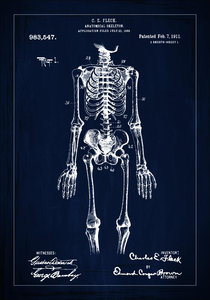 Motív patentov - Anatomický kostra v - Modrá farba Plagát