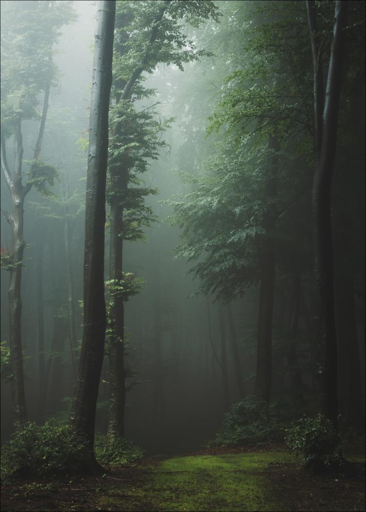 Mysterious forest Plagát