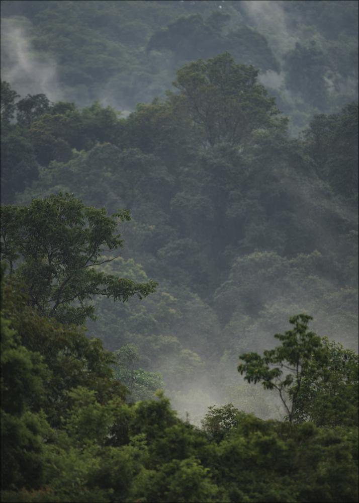 Rainforest Plagát