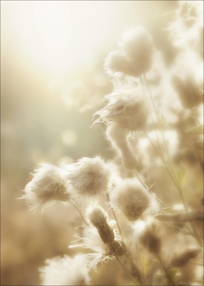 Fluffy flowers Plagát