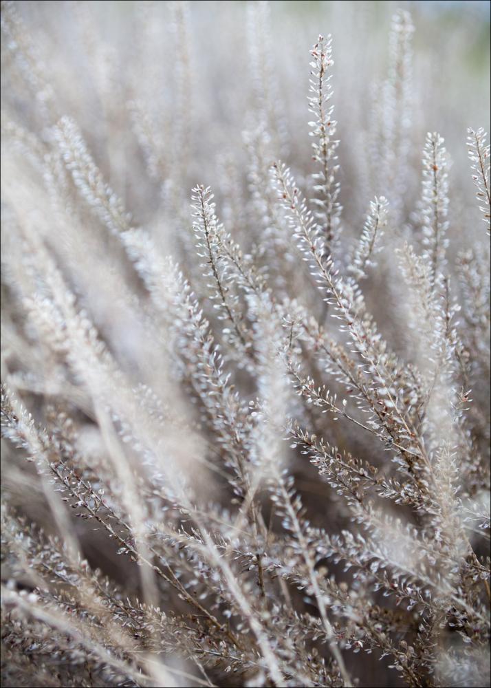 Frosty Grass Plagát