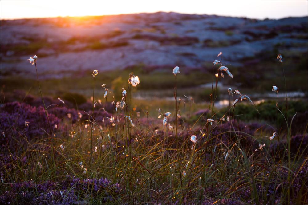 Summer evening on the rocks Plagát