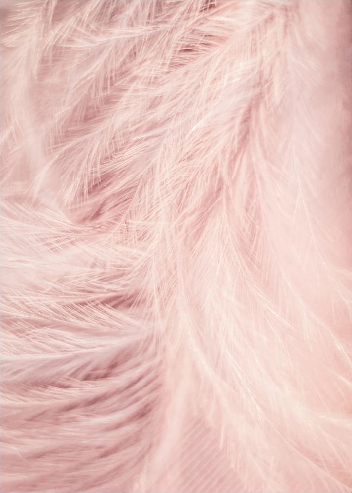 Pink Feathers Plagát