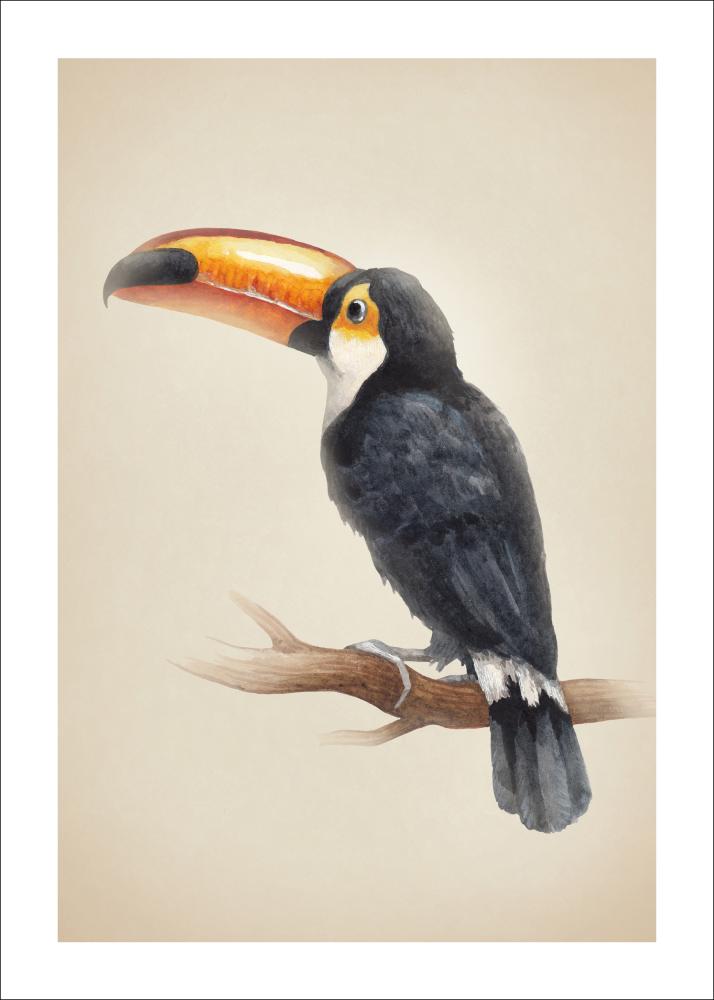 Tropical Toucan Plagát