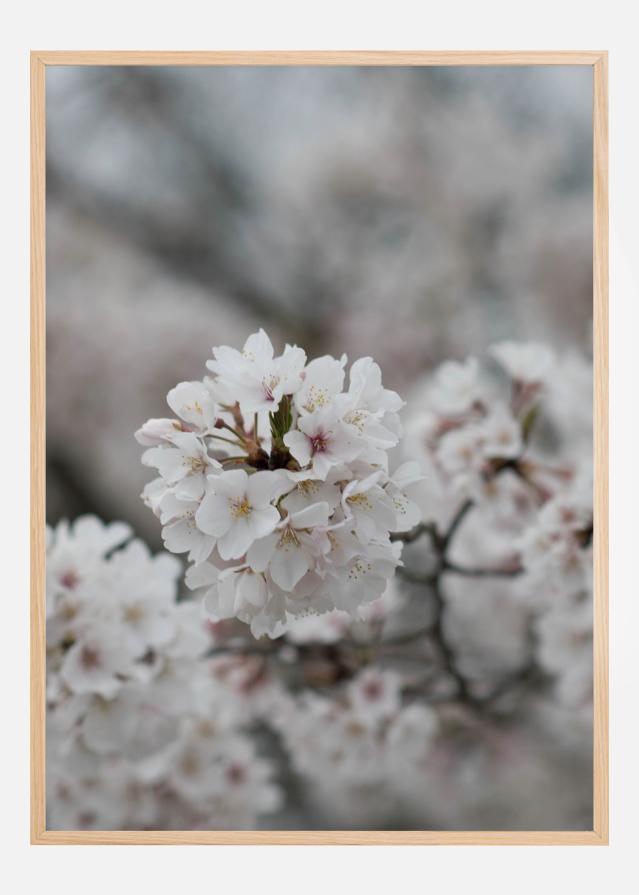 Cherryblossom Plagát