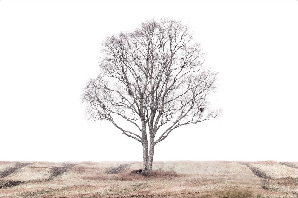 The lonely tree Plagát