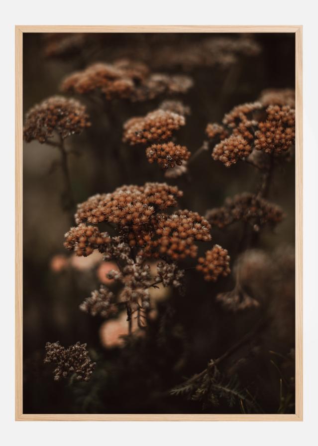 Cow Parsley Plagát