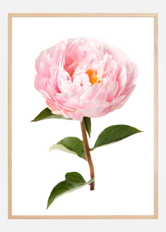 Peony Plagát