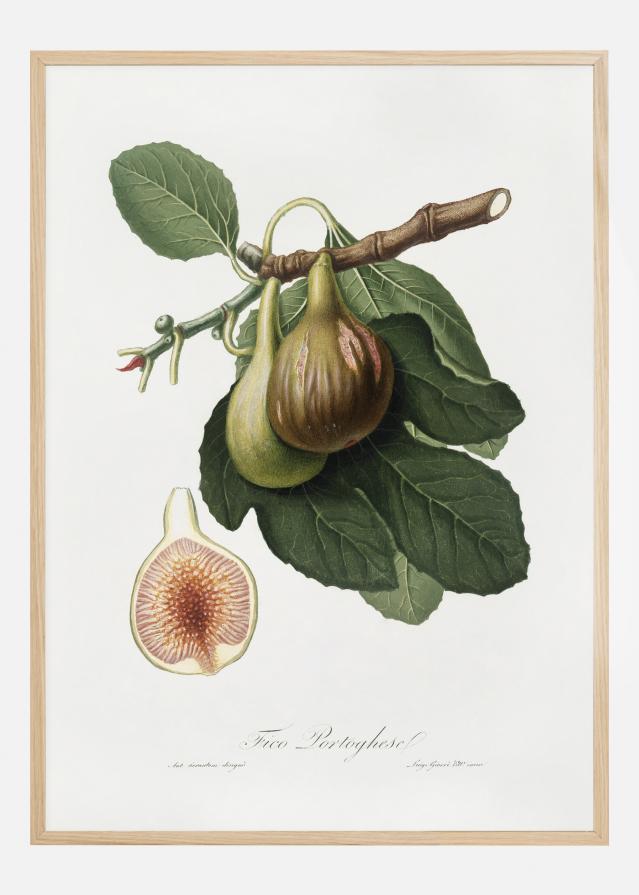 Figs Plagát