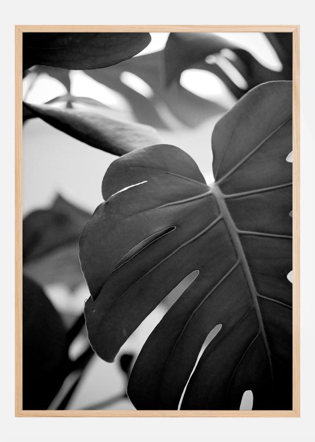 Monstera in Black and White ll Plagát