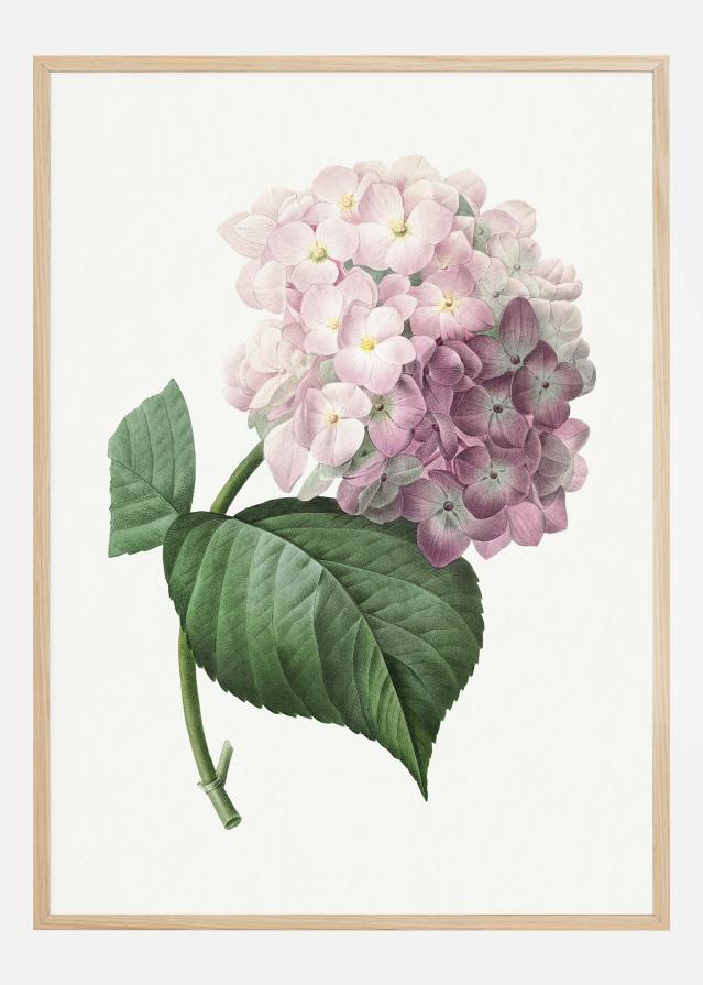 Hydrangea Macrophylla Plagát