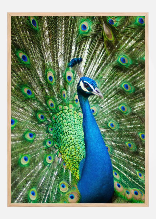 Peacock Plagát