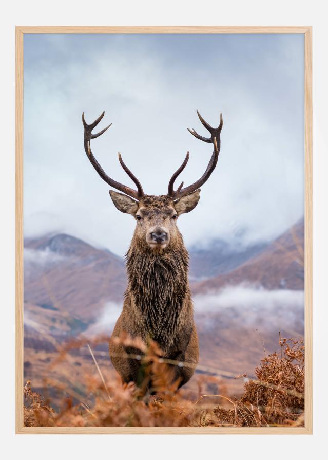 Red deer in the mountains Plagát