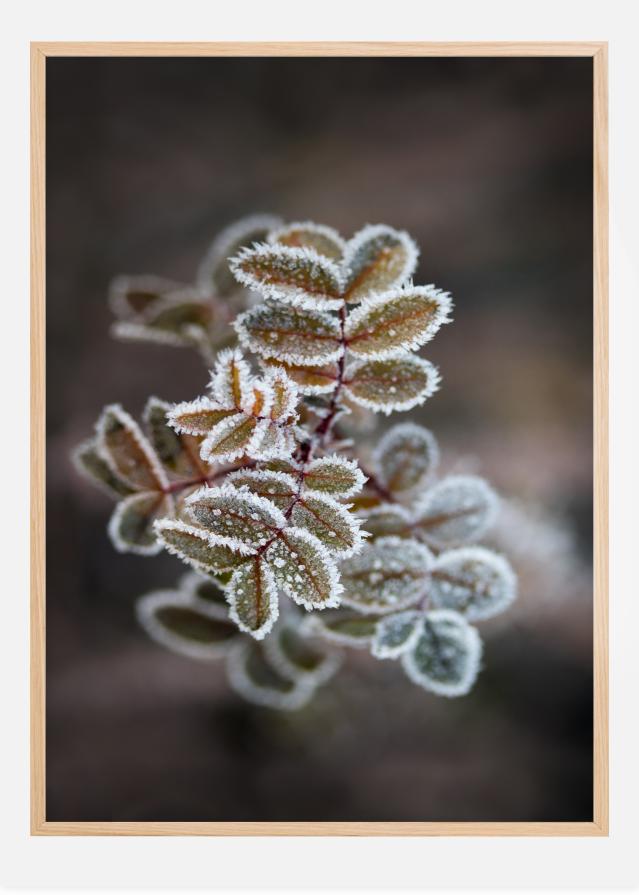 Frosty rose petals Plagát