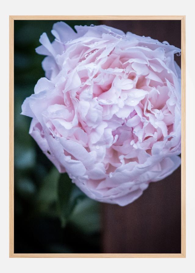 Peony I Plagát