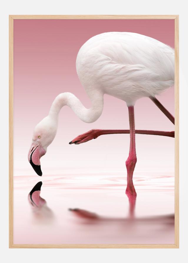 Flamingo Plagát