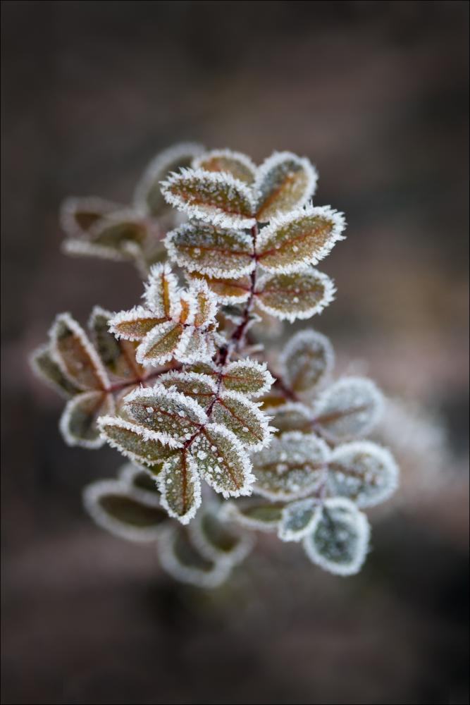 Frosty rose petals Plagát