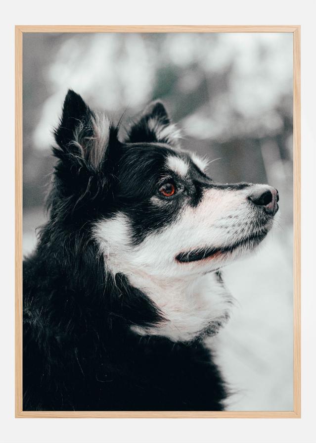 Finnish Lapphund Plagát