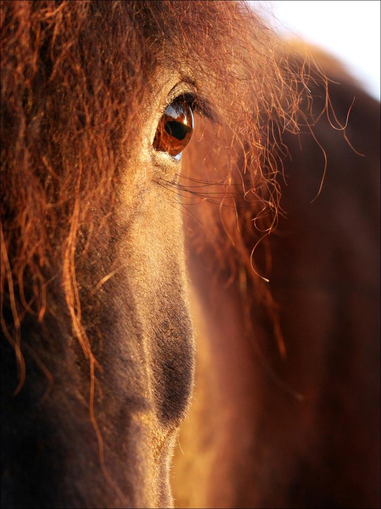 Horse sunset Plagát