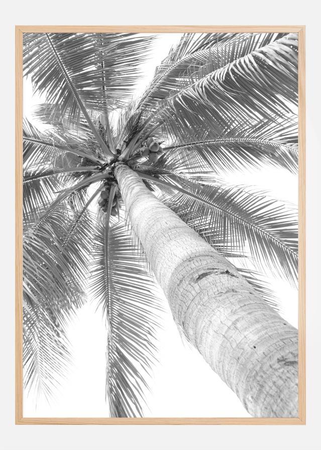 Black and white palmtree Plagát