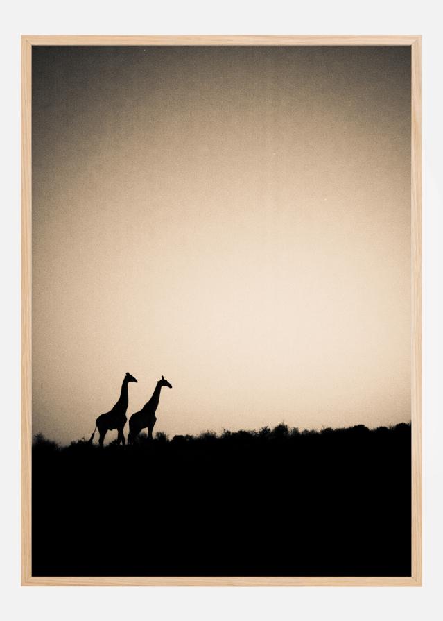 Giraffes Plagát