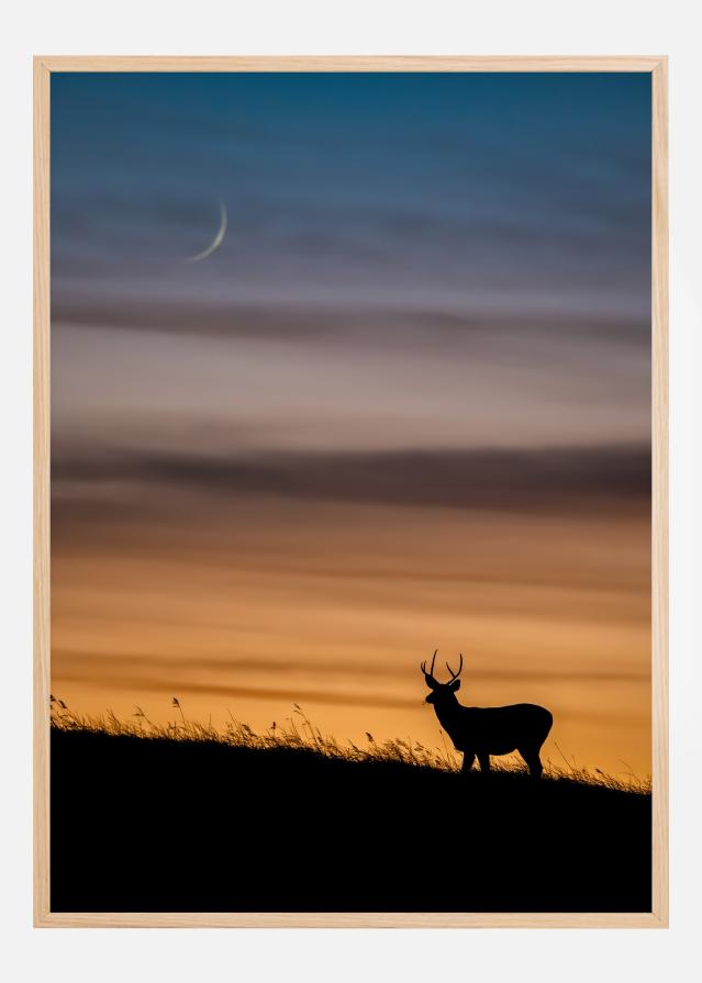 Deer In Sunset Plagát