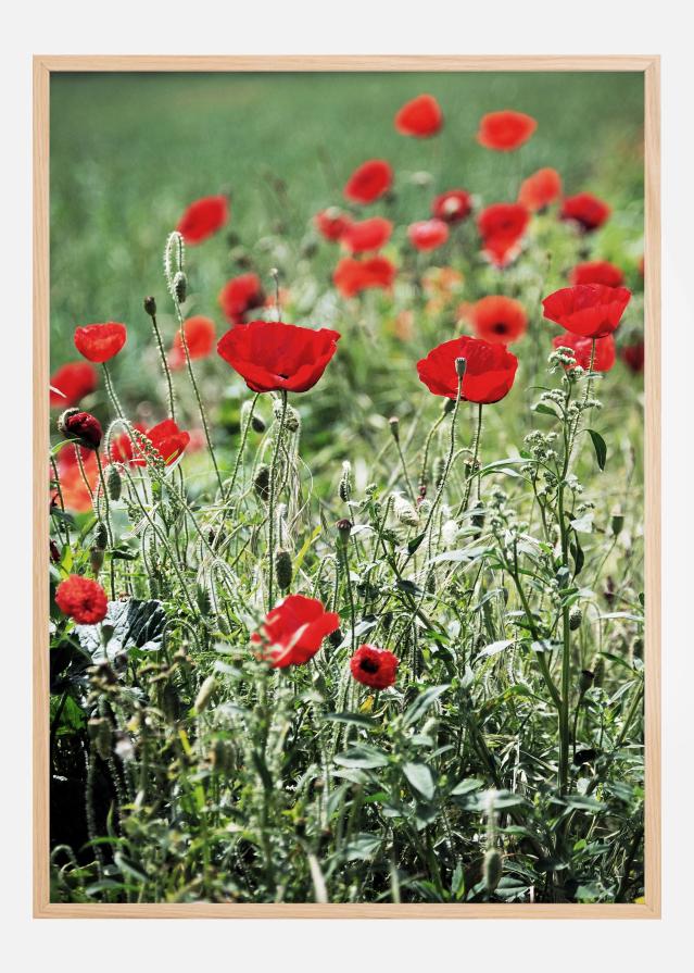 Poppy Fields Plagát