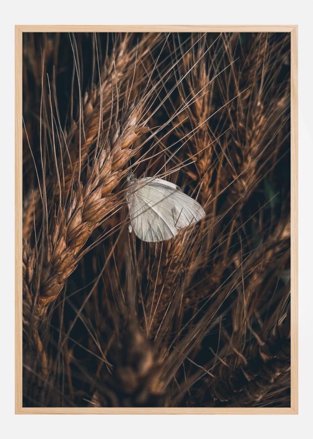 White Butterfly Plagát