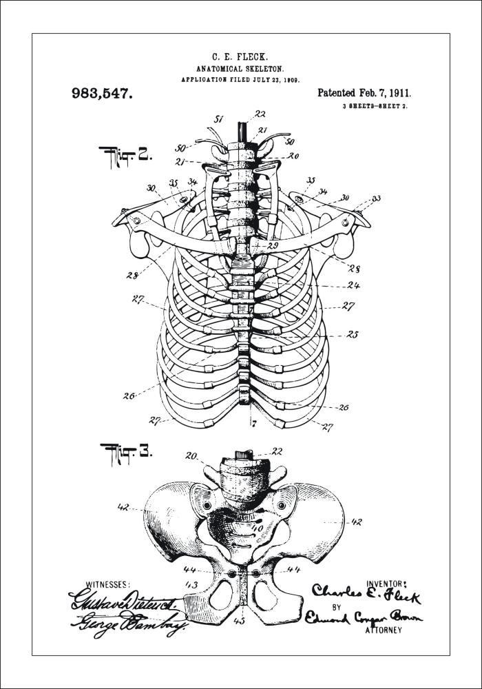 Motív patentov - Anatomický kostra II Plagát